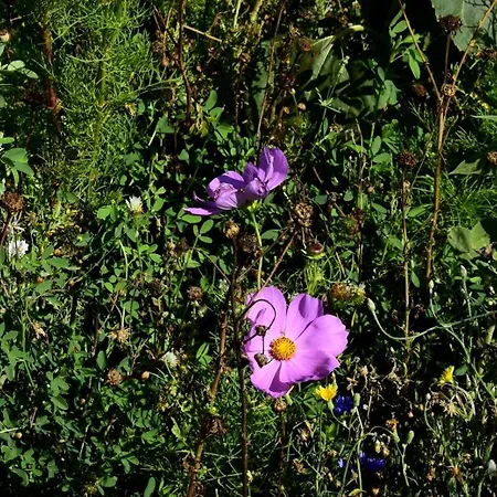 Les 2 Dauphins Privat bolig *